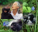 幫助黑猩猩等靈長類動物